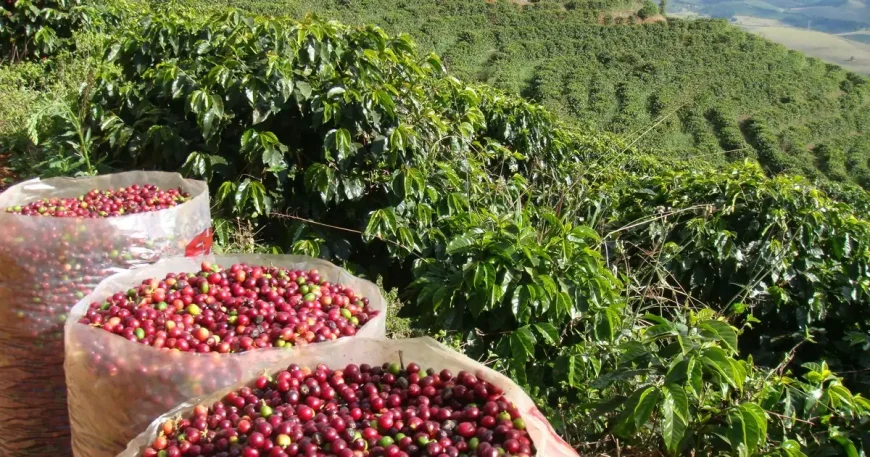 Rotas do Café de Minas é aprovada em 2º turno, e Três Pontas se fortalece como destino turístico
